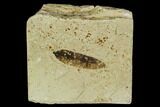 Fossil Mimosites Leaf - Green River Formation #109617-1